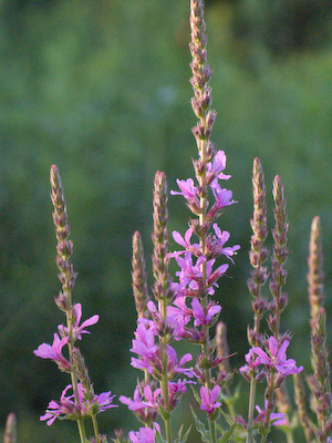 loosestrife+2173 loosestrife+2173