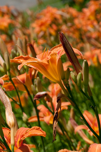 Day lilies-1484