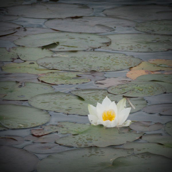 Water lily-3440