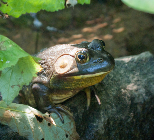 Frog-3460