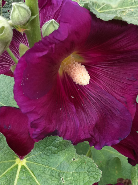 Purple flower