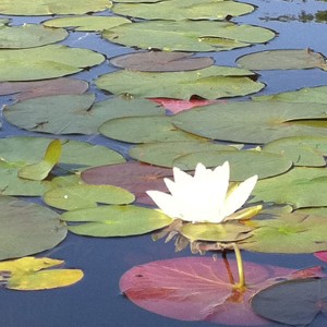 Water lily