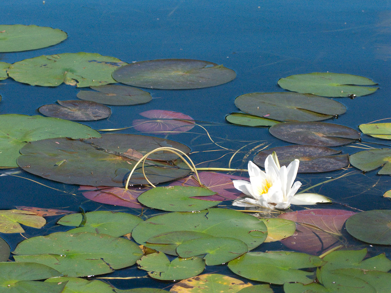 waterlily-3481