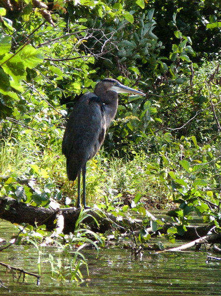 Great blue heron-3513