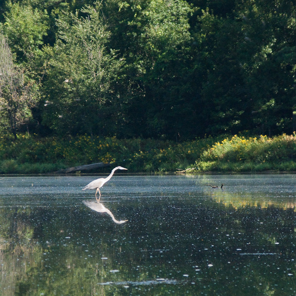 Great blue heron neck-3539