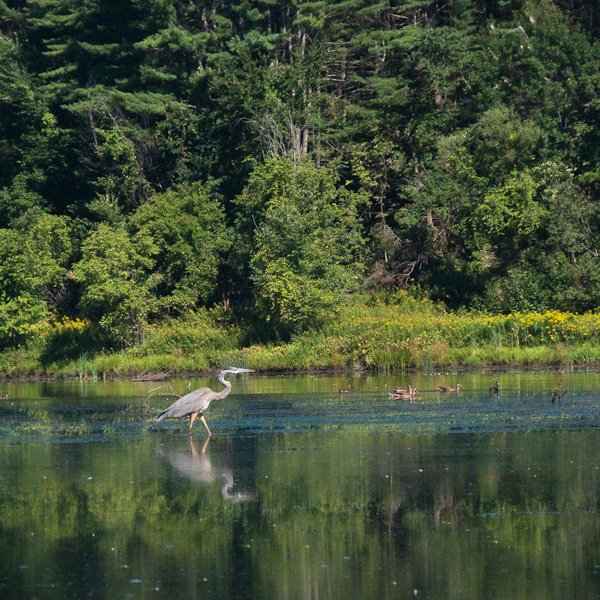 Great blue heron walking-3533