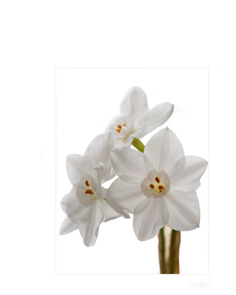 Paper-white-2197