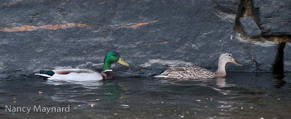 mallards-2255